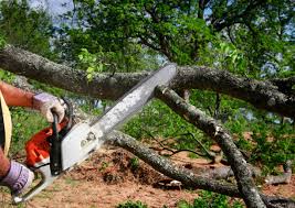 Seasonal Cleanup in Seven Corners, VA